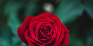 Na co zwrócić uwagę przy pielęgnacji róż