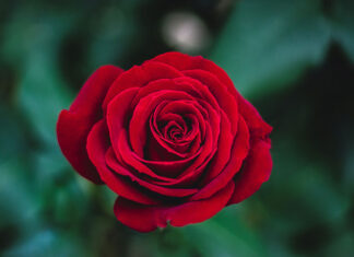 Na co zwrócić uwagę przy pielęgnacji róż