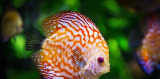 Jak napowietrzyc akwarium bez prądu?