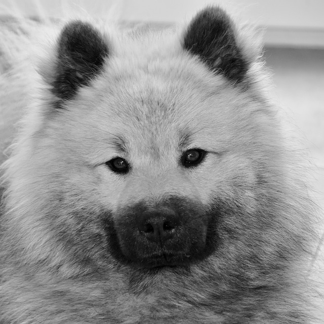 Czy Pedigree to dobra karma? Czy Pedigree to dobra karma?