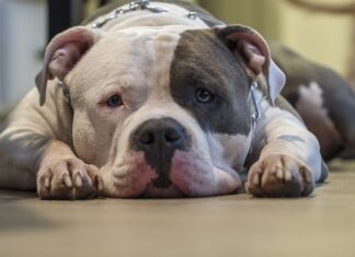Gdzie zakazany jest amstaff? Gdzie zakazany jest amstaff?