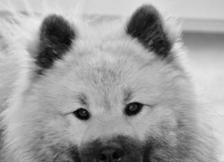 Czy Pedigree to dobra karma dla psa?