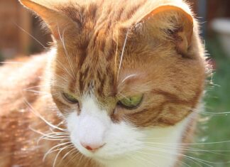 Ile procent mięsa ma Whiskas?